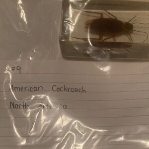 American Cockroach- North America